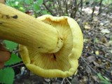 Phaeolepiota aurea image
