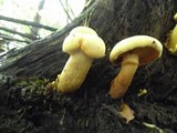 Phaeolepiota aurea image
