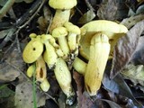 Phaeolepiota aurea image