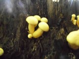 Phaeolepiota aurea image