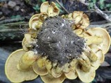 Phaeolepiota aurea image