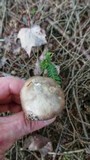 Amanita citrina f. lavendula image