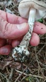 Amanita citrina f. lavendula image