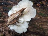 Hypsizygus marmoreus image
