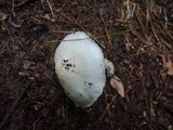 Tricholoma subresplendens image