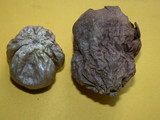 Lycoperdon pratense image