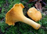 Cantharellus formosus image