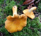 Cantharellus formosus image
