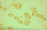 Cantharellus formosus image