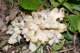 Sebacina sparassoidea image
