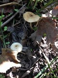 Xerula radicata image