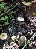 Xerula radicata image