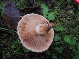 Tricholoma vaccinum image