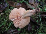 Tricholoma vaccinum image