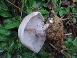 Lepista glaucocana image