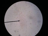 Pholiota alnicola image
