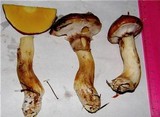 Suillus luteus image