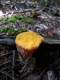 Clavariadelphus truncatus image