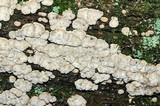 Xylobolus frustulatus image