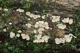 Xylobolus frustulatus image