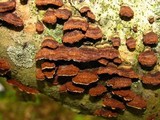 Punctularia strigosozonata image