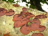 Punctularia strigosozonata image