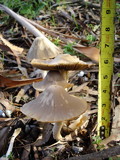 Psathyrella longipes image