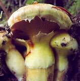 Suillus ponderosus image