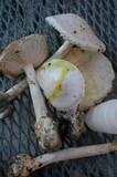 Amanita suballiacea image