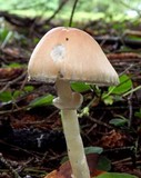 Lepiota rubrotinctoides image