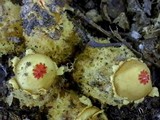 Calostoma lutescens image