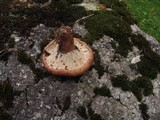 Hypomyces lateritius image