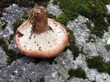 Hypomyces lateritius image