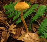 Leratiomyces squamosus image