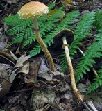Leratiomyces squamosus var. thraustus image