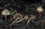 Panaeolus olivaceus image