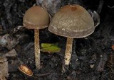 Panaeolus olivaceus image