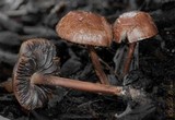 Panaeolus subbalteatus image
