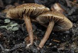 Panaeolus subbalteatus image