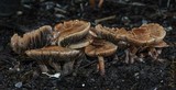 Panaeolus subbalteatus image