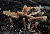 Panaeolus subbalteatus image