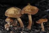 Panaeolus subbalteatus image