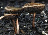 Panaeolus subbalteatus image