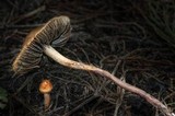 Panaeolus subbalteatus image