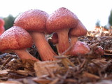 Gymnopilus luteofolius image