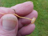 Rickenella fibula image