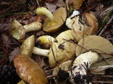 Suillus mediterraneensis image