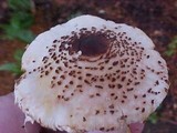 Leucoagaricus americanus image