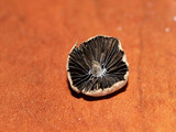Psathyrella prona image