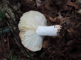 Russula vinacea image
